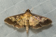 Uresiphita quinquigera