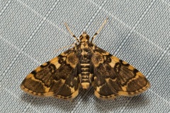 Lamprosema