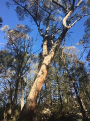 Eucalyptus caliginosa