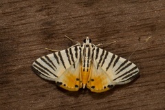 Dichocrocis