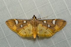 Cotachena