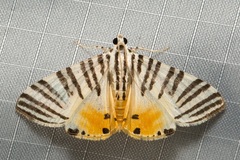 Dichocrocis