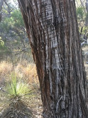 Eucalyptus caliginosa