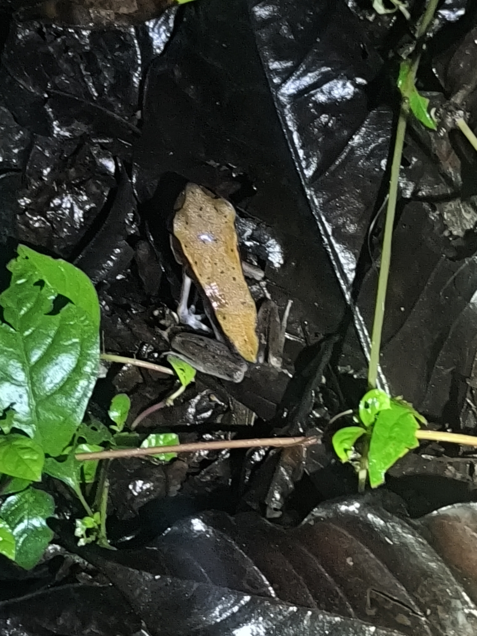 Biocoloured Forest Frog