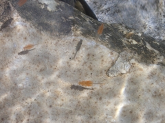 Chirocephalus marchesonii