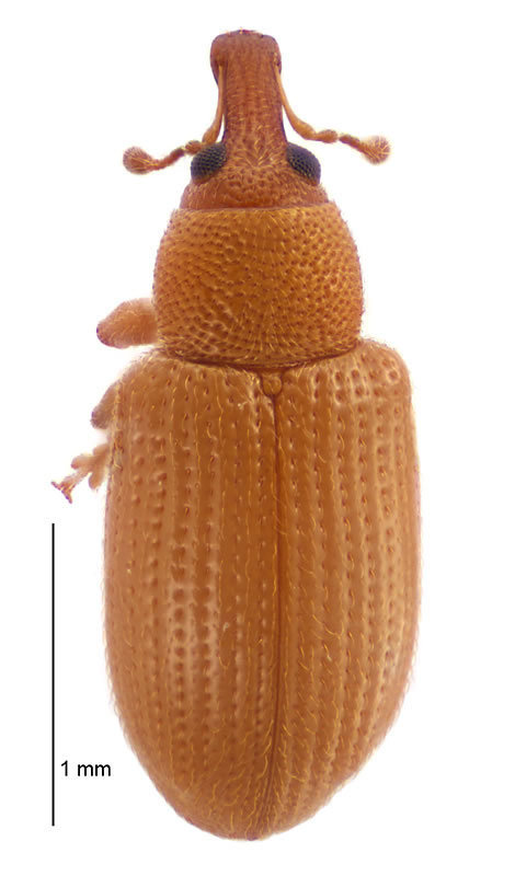 Neomycta
