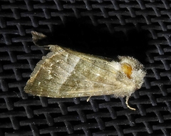 Papaipema eupatorii