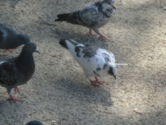 Columba livia domestica