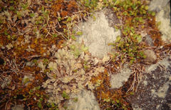 Myosotis glauca