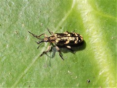 Rhicnobelus metallicus