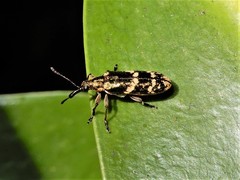 Rhicnobelus metallicus