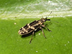 Rhicnobelus metallicus