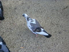 Columba livia domestica