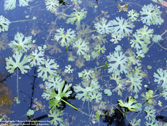 Ranunculus apiifolius