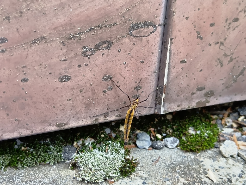 Tipula niitakensis