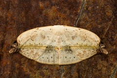 Callidrepana albiceris