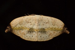 Callidrepana albiceris