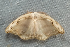 Callidrepana gelidata