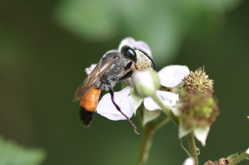 Golden Digger Wasp, Groeneweg, Bergen (NH), Noord-Holland, NL, photo 9 of 10