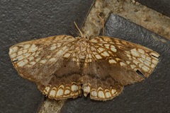 Drapetodes nummularia