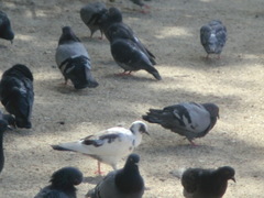 Columba livia domestica