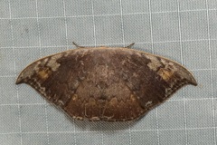 Paralbara watsoni