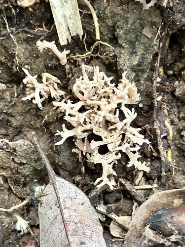 Clavulina coralloides