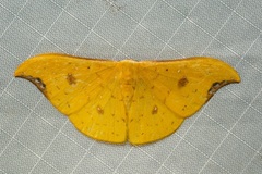 Tridrepana fulvata