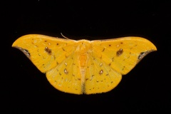 Tridrepana fulvata