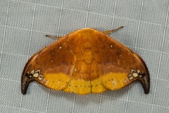 Tridrepana subtusmaculata