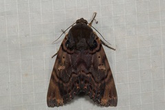Arcte modesta