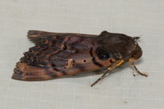 Arcte modesta