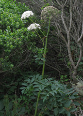 Angelica hendersonii