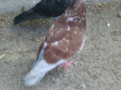 Columba livia domestica
