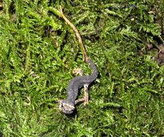 Salamandrina perspicillata