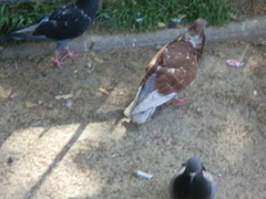 Columba livia domestica