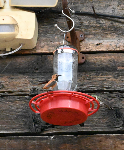 Rufous Hummingbird