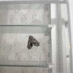 Lepidoptera
