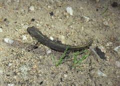Triturus carnifex