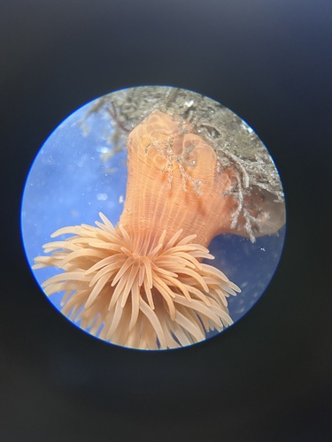 American Spotted Anemone — photo 1