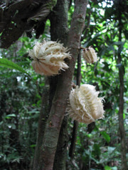 Carpotroche longifolia