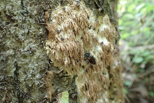Radulomyces copelandii