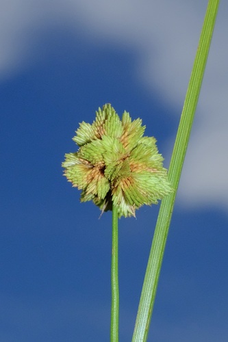 草沼莎草(Cyperus pseudovegetus) · iNaturalist