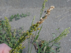 Panicum miliaceum