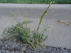 Panicum miliaceum