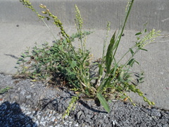 Panicum miliaceum