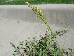 Panicum miliaceum