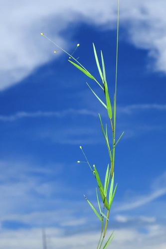 Dichanthelium roanokense, 2025-07-14