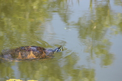 Pseudemys peninsularis