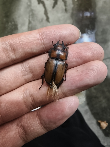 Common Red Stag Beetle
